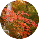 トドロキ profile picture