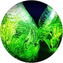 CHAOS profile picture