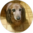 sawako profile picture