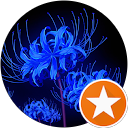 To Ko profile picture