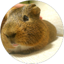 raiko poid profile picture