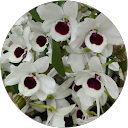 Atsuko profile picture