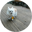 やくまる（やっくん） profile picture