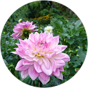 吉佐美さき profile picture