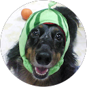 あまちゅあだっくす profile picture