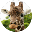 田中伸幸 profile picture