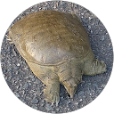 延原慶彦 profile picture