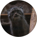 ユス profile picture