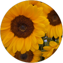 yuko Matsuda profile picture