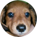 Sarya profile picture