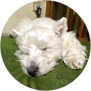 Yumiko N profile picture