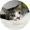 5 yokomomo profile picture