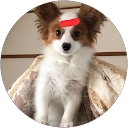 サン戦士 profile picture