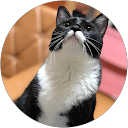 猫黒 profile picture