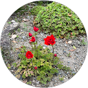 ぷりん profile picture