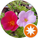 orange profile picture