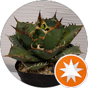 I HI profile picture