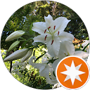 dominion skin profile picture