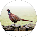 野良孔雀 profile picture