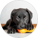 dora dora profile picture