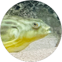 かっときっと profile picture