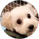 よんこ profile picture