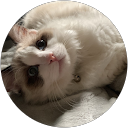 みさきち profile picture