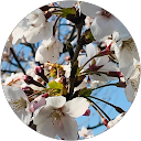 ニコ profile picture