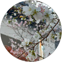 宮の桜子 profile picture