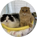 SATOMI HAYASHI (さとみん) profile picture