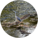 玉木佳奈 profile picture