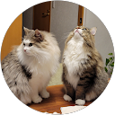 長内早百合 profile picture