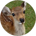 sato profile picture