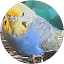 naoko kitahara profile picture