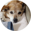 あの手この手 profile picture