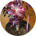 関幸子 profile picture