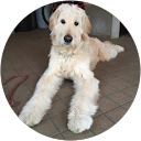 ohagi ohagi (ohagi) profile picture