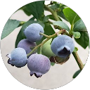 アルパカ profile picture