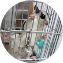 高橋琴音 profile picture