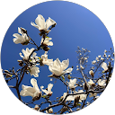 まつり profile picture