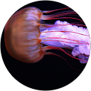 うえはる profile picture