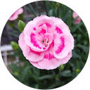 クボザエモン profile picture