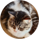 ネコ猫 profile picture