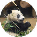 R SF profile picture