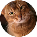 do ra profile picture