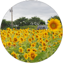 向日葵-Himawari- profile picture