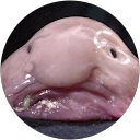 松崎りく profile picture