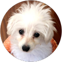 Noapon ikeda profile picture