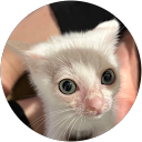 asa jin profile picture