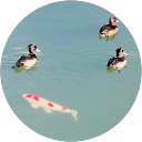 haruka i profile picture